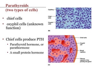 26
Parathyroids
(two types of cells)
• chief cells
• oxyphil cells (unknown
function)
• Chief cells produce PTH
• Parathyroid hormone, or
parathormone
• A small protein hormone
 