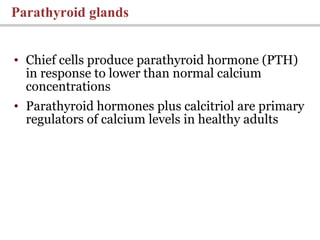 • Chief cells produce parathyroid hormone (PTH)
in response to lower than normal calcium
concentrations
• Parathyroid hormones plus calcitriol are primary
regulators of calcium levels in healthy adults
Parathyroid glands
 