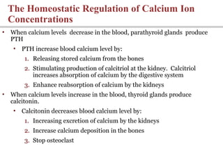 The Homeostatic Regulation of Calcium Ion
Concentrations
• When calcium levels decrease in the blood, parathyroid glands produce
PTH
• PTH increase blood calcium level by:
1. Releasing stored calcium from the bones
2. Stimulating production of calcitriol at the kidney. Calcitriol
increases absorption of calcium by the digestive system
3. Enhance reabsorption of calcium by the kidneys
• When calcium levels increase in the blood, thyroid glands produce
calcitonin.
• Calcitonin decreases blood calcium level by:
1. Increasing excretion of calcium by the kidneys
2. Increase calcium deposition in the bones
3. Stop osteoclast
 
