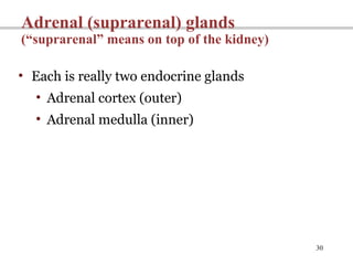 30
Adrenal (suprarenal) glands
(“suprarenal” means on top of the kidney)
• Each is really two endocrine glands
• Adrenal cortex (outer)
• Adrenal medulla (inner)
 