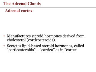 • Manufactures steroid hormones derived from
cholesterol (corticosteroids).
• Secretes lipid-based steroid hormones, called
“corticosteroids” – “cortico” as in “cortex
The Adrenal Glands
Adrenal cortex
 