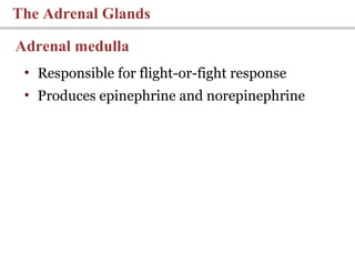 The Adrenal Glands
Adrenal medulla
• Responsible for flight-or-fight response
• Produces epinephrine and norepinephrine
 