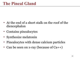 35
The Pineal Gland
• At the end of a short stalk on the roof of the
diencephalon
• Contains pinealocytes
• Synthesize melatonin
• Pinealocytes with dense calcium particles
• Can be seen on x-ray (because of Ca++)
 