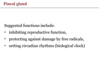 Suggested functions include:
• inhibiting reproductive function,
• protecting against damage by free radicals,
• setting circadian rhythms (biological clock)
Pineal gland
 