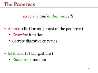 37
The Pancreas
Exocrine and endocrine cells
• Acinar cells (forming most of the pancreas)
• Exocrine function
• Secrete digestive enzymes
• Islet cells (of Langerhans)
• Endocrine function
 
