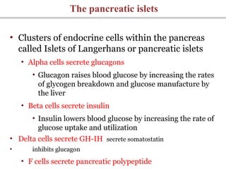 • Clusters of endocrine cells within the pancreas
called Islets of Langerhans or pancreatic islets
• Alpha cells secrete glucagons
• Glucagon raises blood glucose by increasing the rates
of glycogen breakdown and glucose manufacture by
the liver
• Beta cells secrete insulin
• Insulin lowers blood glucose by increasing the rate of
glucose uptake and utilization
• Delta cells secrete GH-IH secrete somatostatin
• inhibits glucagon
• F cells secrete pancreatic polypeptide
The pancreatic islets
 