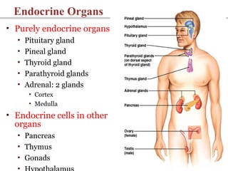 4
Endocrine Organs
• Purely endocrine organs
• Pituitary gland
• Pineal gland
• Thyroid gland
• Parathyroid glands
• Adrenal: 2 glands
• Cortex
• Medulla
• Endocrine cells in other
organs
• Pancreas
• Thymus
• Gonads
•
 