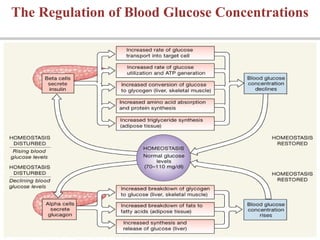 The Regulation of Blood Glucose Concentrations
 