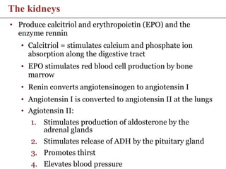 • Produce calcitriol and erythropoietin (EPO) and the
enzyme rennin
• Calcitriol = stimulates calcium and phosphate ion
absorption along the digestive tract
• EPO stimulates red blood cell production by bone
marrow
• Renin converts angiotensinogen to angiotensin I
• Angiotensin I is converted to angiotensin II at the lungs
• Agiotensin II:
1. Stimulates production of aldosterone by the
adrenal glands
2. Stimulates release of ADH by the pituitary gland
3. Promotes thirst
4. Elevates blood pressure
The kidneys
 