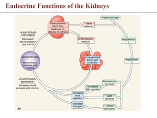 Endocrine Functions of the Kidneys
 