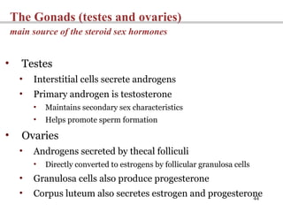 44
The Gonads (testes and ovaries)
main source of the steroid sex hormones
• Testes
• Interstitial cells secrete androgens
• Primary androgen is testosterone
• Maintains secondary sex characteristics
• Helps promote sperm formation
• Ovaries
• Androgens secreted by thecal folliculi
• Directly converted to estrogens by follicular granulosa cells
• Granulosa cells also produce progesterone
• Corpus luteum also secretes estrogen and progesterone
 