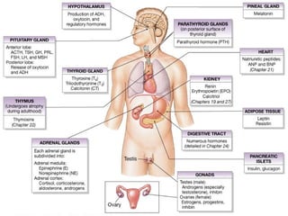 The Endocrine System
 