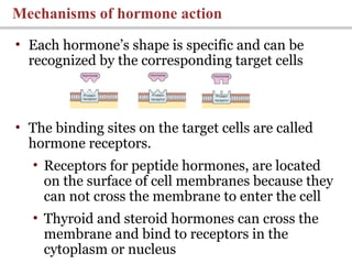 • Each hormone’s shape is specific and can be
recognized by the corresponding target cells
• The binding sites on the target cells are called
hormone receptors.
• Receptors for peptide hormones, are located
on the surface of cell membranes because they
can not cross the membrane to enter the cell
• Thyroid and steroid hormones can cross the
membrane and bind to receptors in the
cytoplasm or nucleus
Mechanisms of hormone action
 