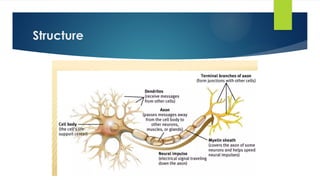 Lecture 8 ( Structure and Functions of Neurons) .pptx