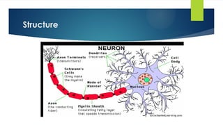 Lecture 8 ( Structure and Functions of Neurons) .pptx