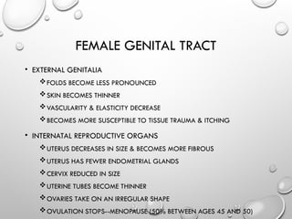 FEMALE GENITAL TRACT
• EXTERNAL GENITALIA
FOLDS BECOME LESS PRONOUNCED
SKIN BECOMES THINNER
VASCULARITY & ELASTICITY DECREASE
BECOMES MORE SUSCEPTIBLE TO TISSUE TRAUMA & ITCHING
• INTERNATAL REPRODUCTIVE ORGANS
UTERUS DECREASES IN SIZE & BECOMES MORE FIBROUS
UTERUS HAS FEWER ENDOMETRIAL GLANDS
CERVIX REDUCED IN SIZE
UTERINE TUBES BECOME THINNER
OVARIES TAKE ON AN IRREGULAR SHAPE
OVULATION STOPS--MENOPAUSE (50% BETWEEN AGES 45 AND 50)
 
