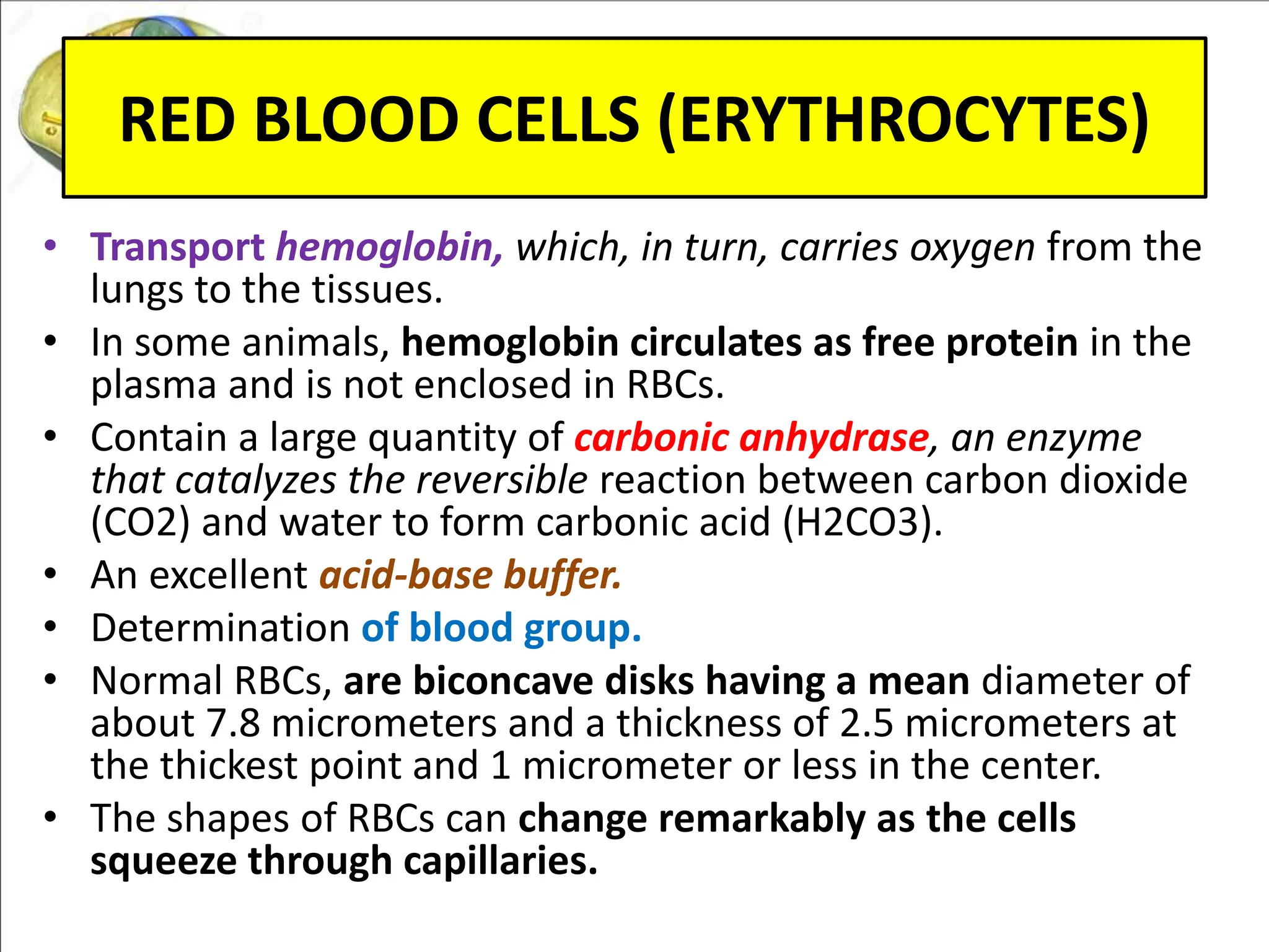Red Periphery Red blood cells and blood peripheral smear | PPT