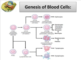 Red blood cells and blood peripheral smear | PDF