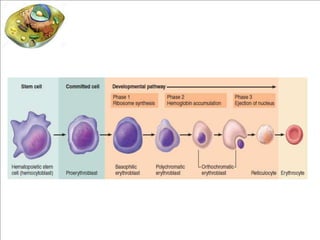 Red blood cells and blood peripheral smear | PDF