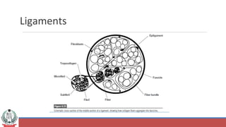 Ligaments
 