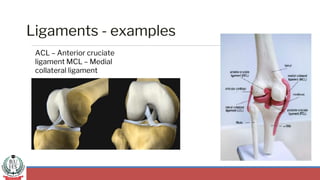 Ligaments - examples
ACL – Anterior cruciate
ligament MCL – Medial
collateral ligament
 