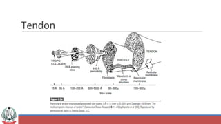 Tendon
 