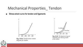 Mechanical Properties_ Tendon
■ Stress-strain curve for tendon and ligaments
 