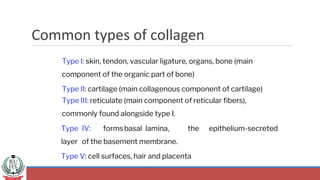 Common types of collagen
Type I: skin, tendon, vascular ligature, organs, bone (main
component of the organic part of bone)
Type II: cartilage (main collagenous component of cartilage)
Type III: reticulate (main component of reticular fibers),
commonly found alongside type I.
Type IV: formsbasal lamina, the epithelium-secreted
layer of the basement membrane.
Type V: cell surfaces, hair and placenta
 