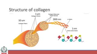 Structure of collagen
10 um
1 um
300 nm
1 nm
 
