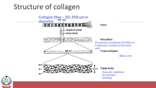 Structure of collagen
(Sub-unit; stabilized
by hydrogen
bonding)
(Covalently crosslinked; 50-500 nm
in diameter; consists of five basic
unit)
(Basic unit)
Collagen fiber – 50-300 um in
diameter
 
