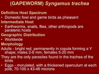 https://image.slidesharecdn.com/lecture8syngamushookworms-201226125929/85/lecture-8-syngamus-hook-worms-2-320.jpg