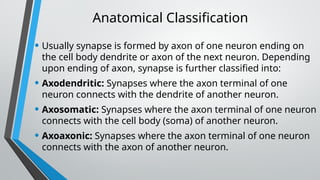 Axon Classifications Lecture# 8 Sypanse.pptx for physical therapy | PPTX
