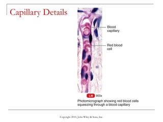 Lecture 8 the cardiovascular system blood vessels and circulation | PPT
