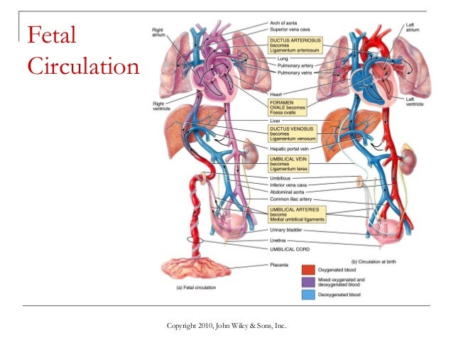 Lecture 8 the cardiovascular system blood vessels and circulation