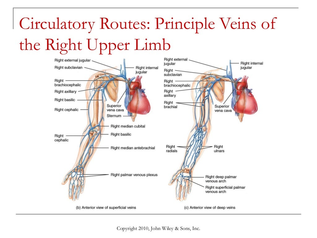 Lecture 8 the cardiovascular system blood vessels and circulation