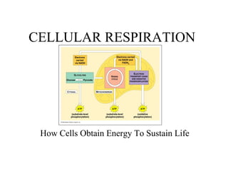 CELLULAR RESPIRATION 
How Cells Obtain Energy To Sustain Life 
 
