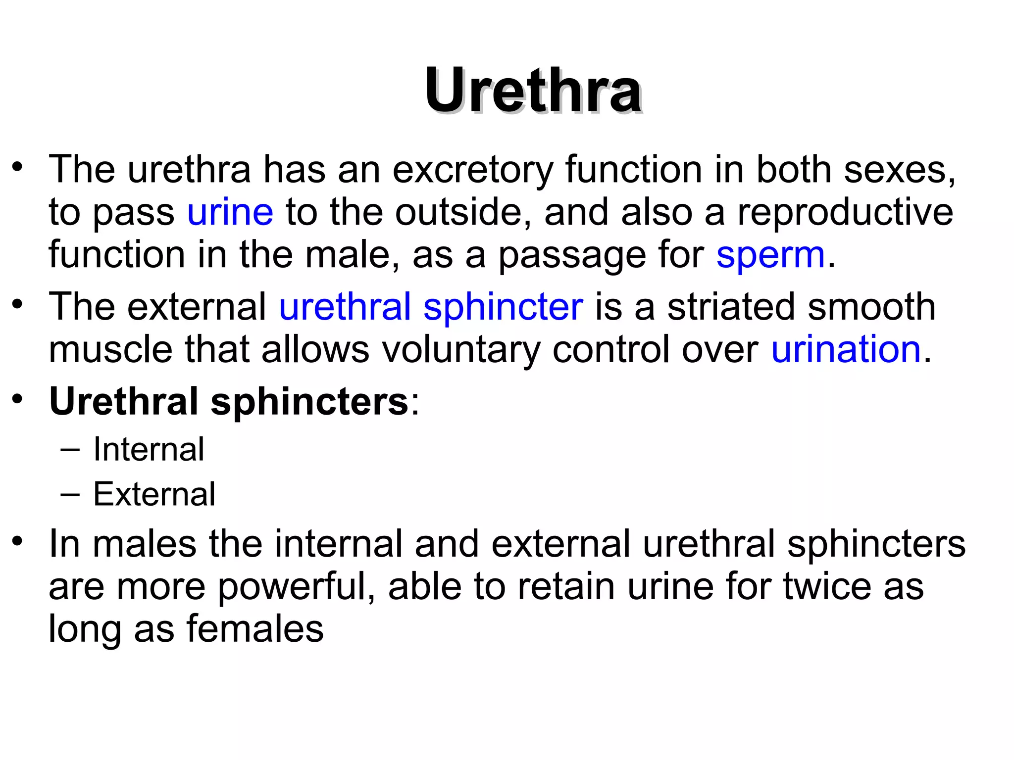 UUrreetthhrraa 
• The urethra has an excretory function in both sexes, 
to pass urine to the outside, and also a reproductive 
function in the male, as a passage for sperm. 
• The external urethral sphincter is a striated smooth 
muscle that allows voluntary control over urination. 
• Urethral sphincters: 
– Internal 
– External 
• In males the internal and external urethral sphincters 
are more powerful, able to retain urine for twice as 
long as females 
 