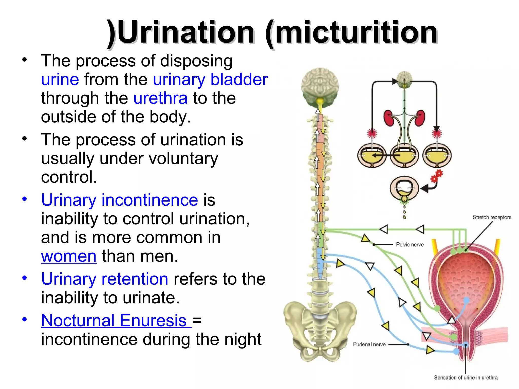 ((UUrriinnaattiioonn ((mmiiccttuurriittiioonn 
• The process of disposing 
urine from the urinary bladder 
through the urethra to the 
outside of the body. 
• The process of urination is 
usually under voluntary 
control. 
• Urinary incontinence is 
inability to control urination, 
and is more common in 
women than men. 
• Urinary retention refers to the 
inability to urinate. 
• Nocturnal Enuresis = 
incontinence during the night 
 