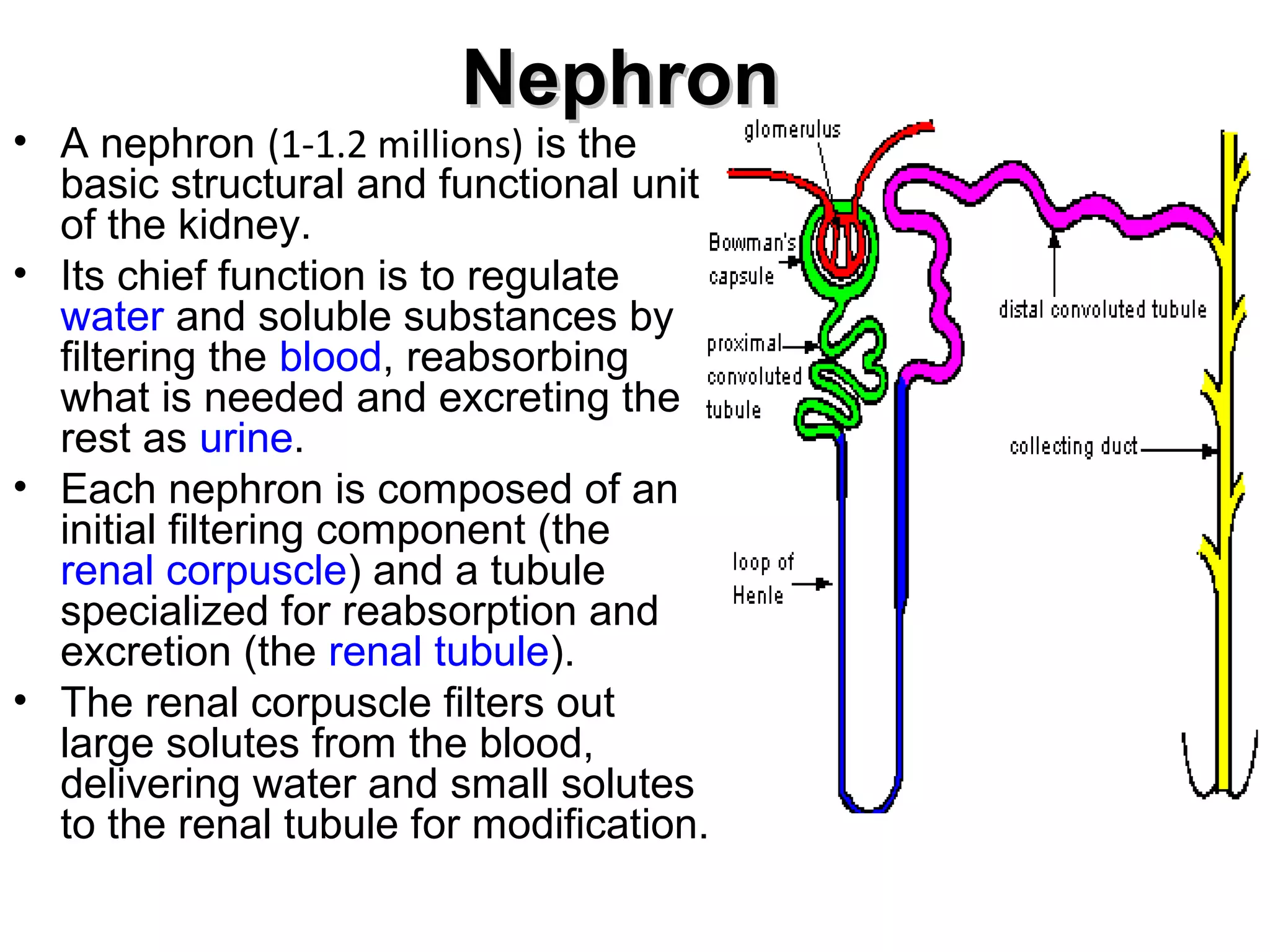 NNeepphhrroonn 
• A nephron (1-1.2 millions) is the 
basic structural and functional unit 
of the kidney. 
• Its chief function is to regulate 
water and soluble substances by 
filtering the blood, reabsorbing 
what is needed and excreting the 
rest as urine. 
• Each nephron is composed of an 
initial filtering component (the 
renal corpuscle) and a tubule 
specialized for reabsorption and 
excretion (the renal tubule). 
• The renal corpuscle filters out 
large solutes from the blood, 
delivering water and small solutes 
to the renal tubule for modification. 
 