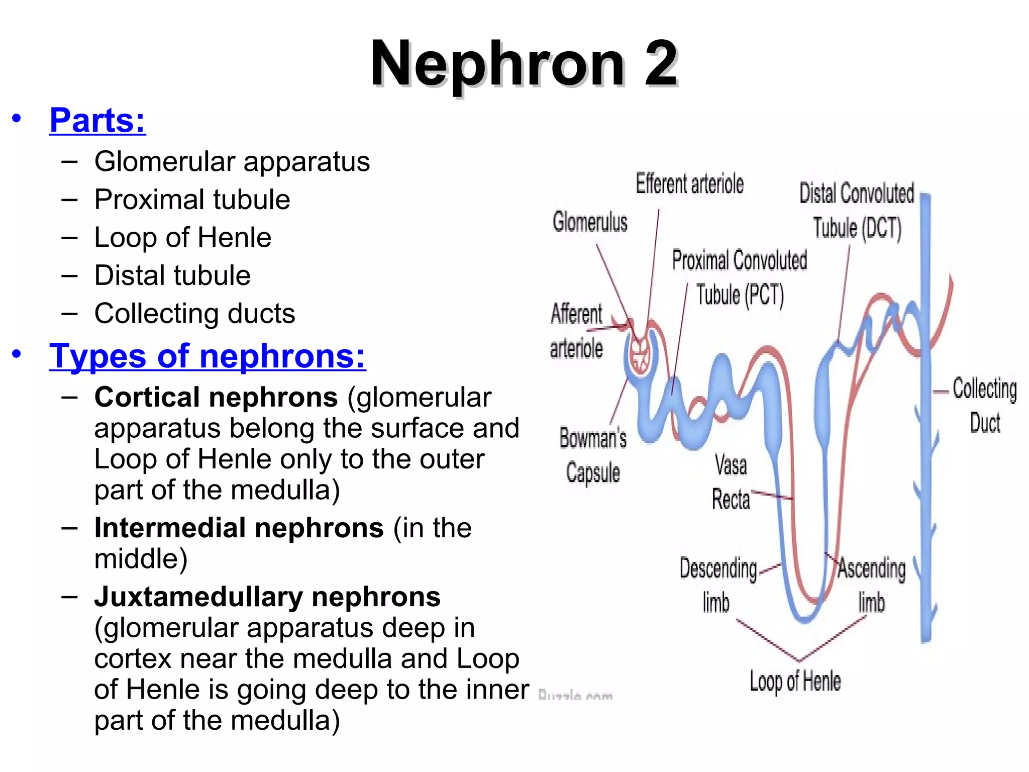 NNeepphhrroonn 22 
• Parts: 
– Glomerular apparatus 
– Proximal tubule 
– Loop of Henle 
– Distal tubule 
– Collecting ducts 
• Types of nephrons: 
– Cortical nephrons (glomerular 
apparatus belong the surface and 
Loop of Henle only to the outer 
part of the medulla) 
– Intermedial nephrons (in the 
middle) 
– Juxtamedullary nephrons 
(glomerular apparatus deep in 
cortex near the medulla and Loop 
of Henle is going deep to the inner 
part of the medulla) 
 