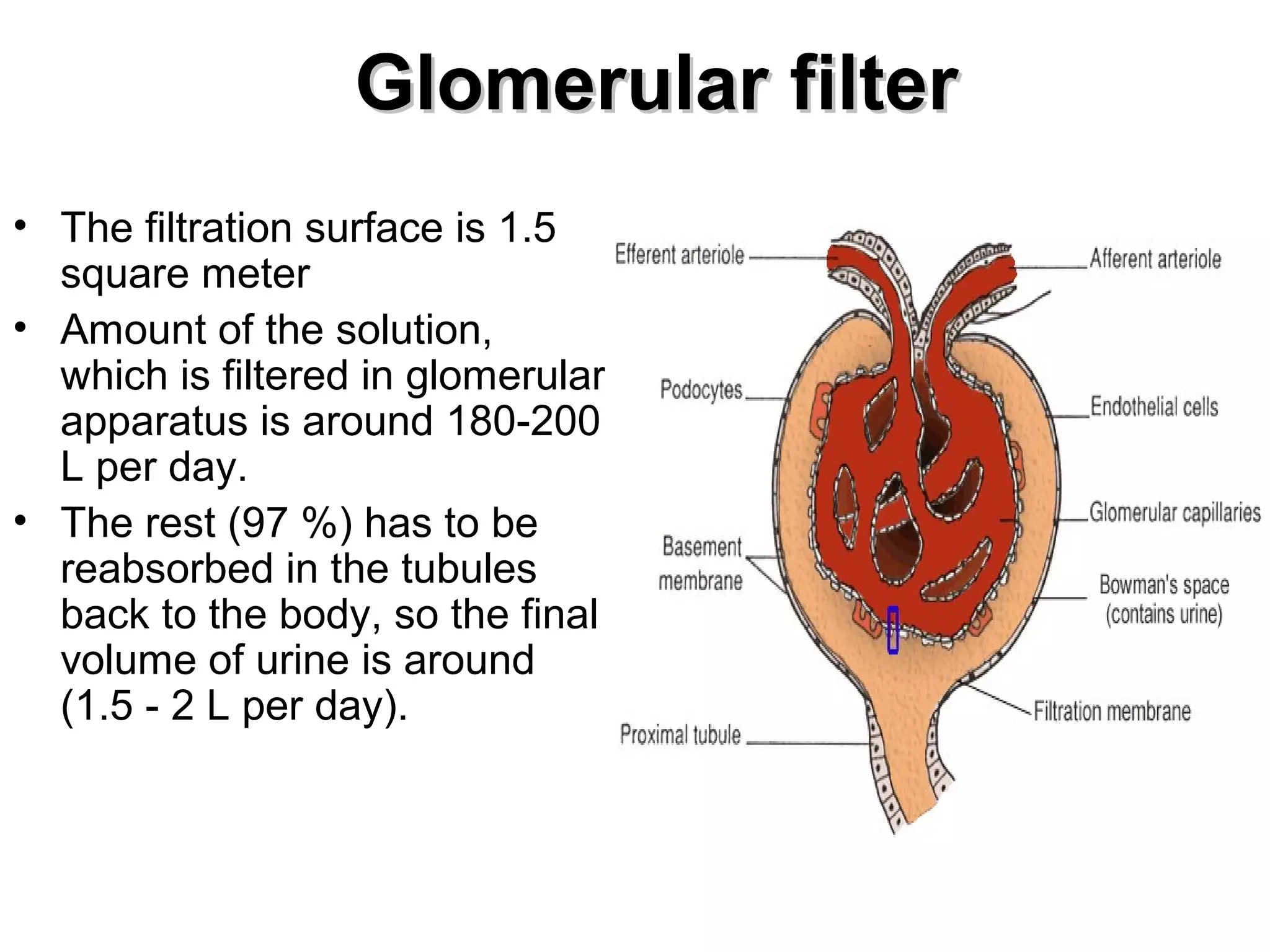 GGlloommeerruullaarr ffiilltteerr 
• The filtration surface is 1.5 
square meter 
• Amount of the solution, 
which is filtered in glomerular 
apparatus is around 180-200 
L per day. 
• The rest (97 %) has to be 
reabsorbed in the tubules 
back to the body, so the final 
volume of urine is around 
(1.5 - 2 L per day). 
 