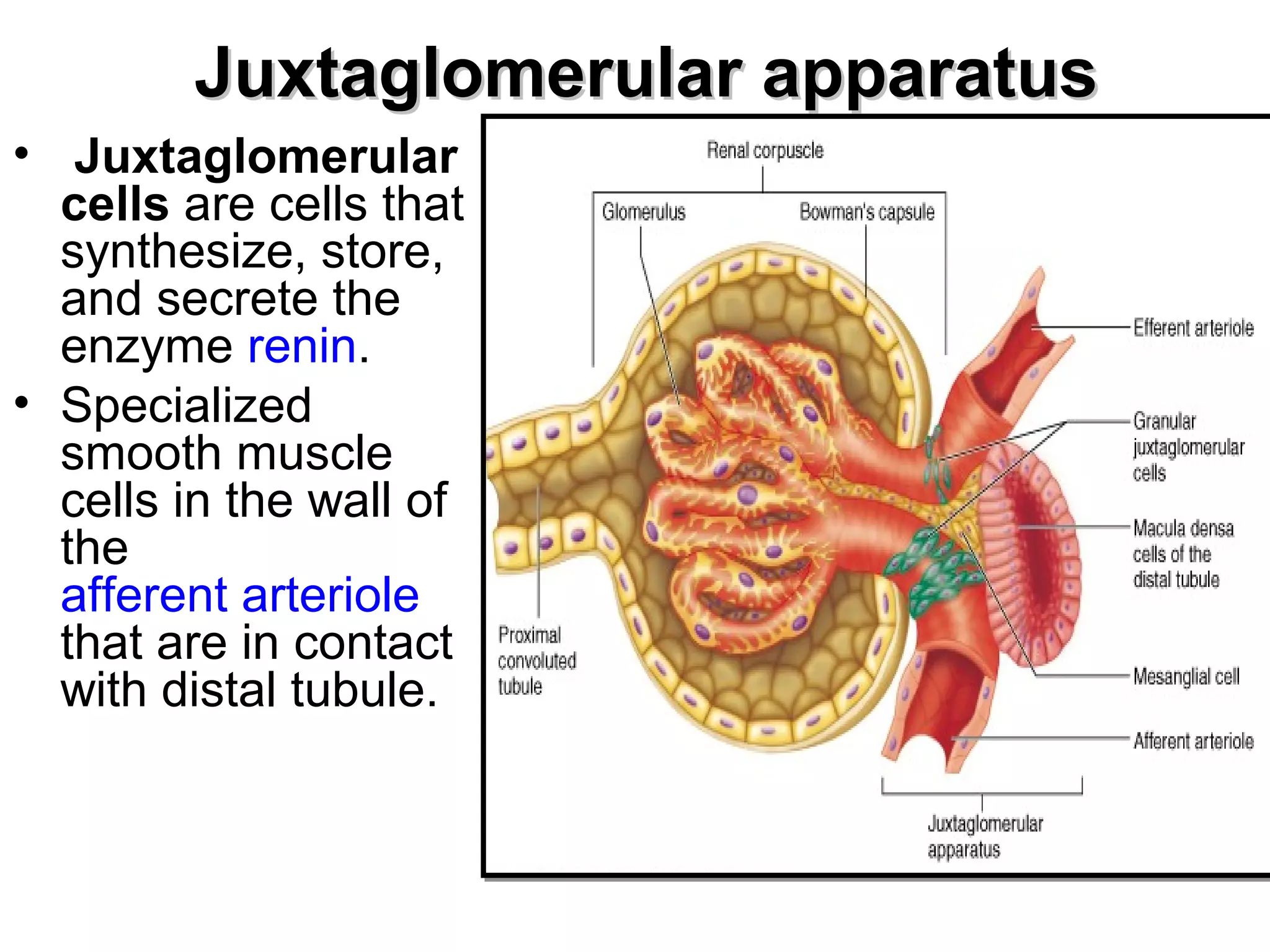 JJuuxxttaagglloommeerruullaarr aappppaarraattuuss 
• Juxtaglomerular 
cells are cells that 
synthesize, store, 
and secrete the 
enzyme renin. 
• Specialized 
smooth muscle 
cells in the wall of 
the 
afferent arteriole 
that are in contact 
with distal tubule. 
 