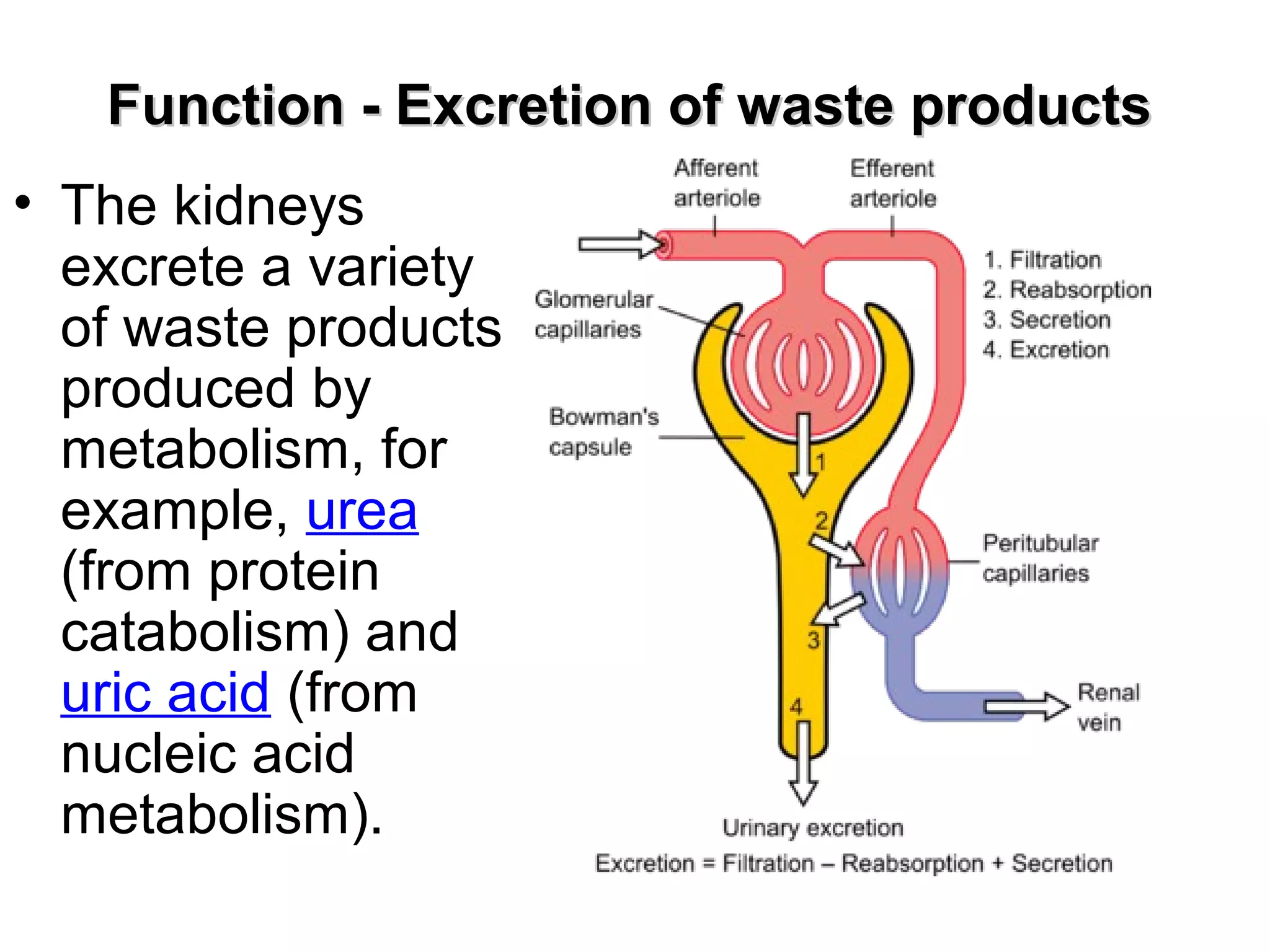 Function -- EExxccrreettiioonn ooff wwaassttee pprroodduuccttss 
• The kidneys 
excrete a variety 
of waste products 
produced by 
metabolism, for 
example, urea 
(from protein 
catabolism) and 
uric acid (from 
nucleic acid 
metabolism). 
 
