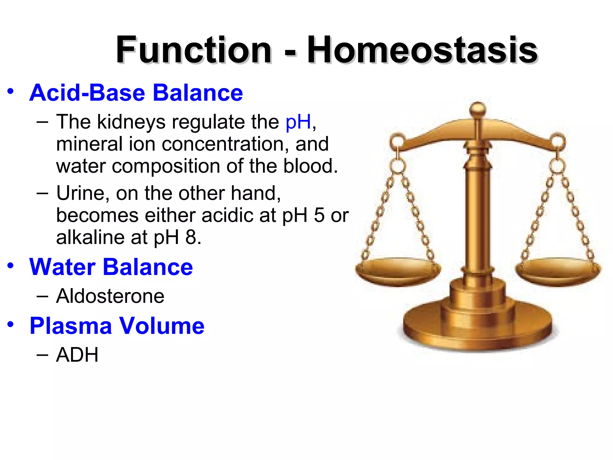 FFuunnccttiioonn -- HHoommeeoossttaassiiss 
• Acid-Base Balance 
– The kidneys regulate the pH, 
mineral ion concentration, and 
water composition of the blood. 
– Urine, on the other hand, 
becomes either acidic at pH 5 or 
alkaline at pH 8. 
• Water Balance 
– Aldosterone 
• Plasma Volume 
– ADH 
 
