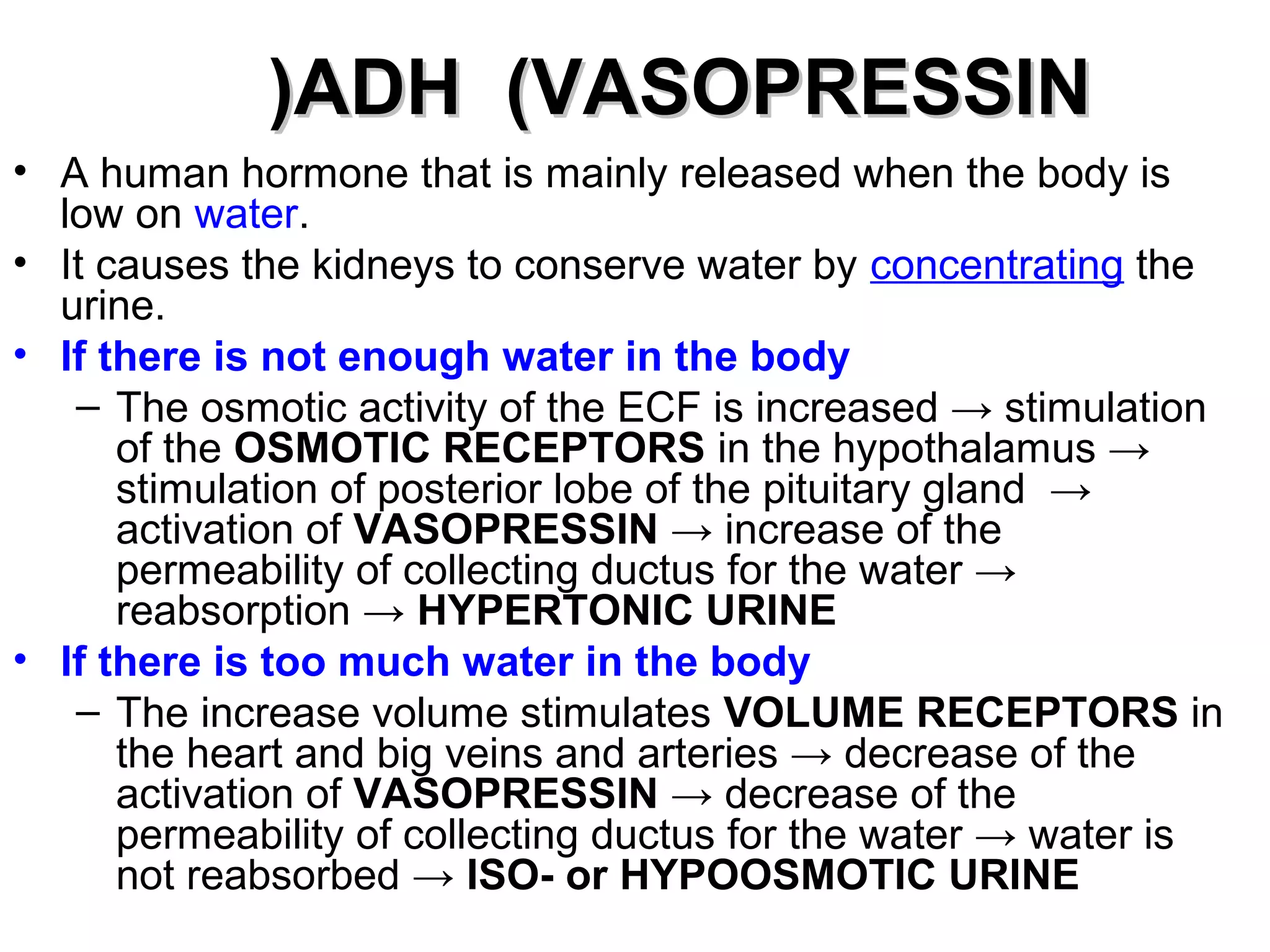 ((AADDHH ((VVAASSOOPPRREESSSSIINN 
• A human hormone that is mainly released when the body is 
low on water. 
• It causes the kidneys to conserve water by concentrating the 
urine. 
• If there is not enough water in the body 
– The osmotic activity of the ECF is increased → stimulation 
of the OSMOTIC RECEPTORS in the hypothalamus → 
stimulation of posterior lobe of the pituitary gland → 
activation of VASOPRESSIN → increase of the 
permeability of collecting ductus for the water → 
reabsorption → HYPERTONIC URINE 
• If there is too much water in the body 
– The increase volume stimulates VOLUME RECEPTORS in 
the heart and big veins and arteries → decrease of the 
activation of VASOPRESSIN → decrease of the 
permeability of collecting ductus for the water → water is 
not reabsorbed → ISO- or HYPOOSMOTIC URINE 
 