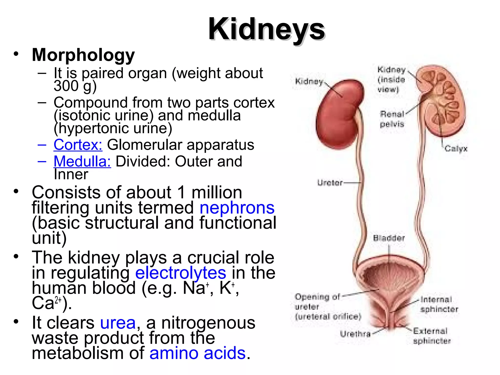 KKiiddnneeyyss 
• Morphology 
– It is paired organ (weight about 
300 g) 
– Compound from two parts cortex 
(isotonic urine) and medulla 
(hypertonic urine) 
– Cortex: Glomerular apparatus 
– Medulla: Divided: Outer and 
Inner 
• Consists of about 1 million 
filtering units termed nephrons 
(basic structural and functional 
unit) 
• The kidney plays a crucial role 
in regulating electrolytes in the 
human blood (e.g. Na+, K+, 
Ca2+). 
• It clears urea, a nitrogenous 
waste product from the 
metabolism of amino acids. 
 