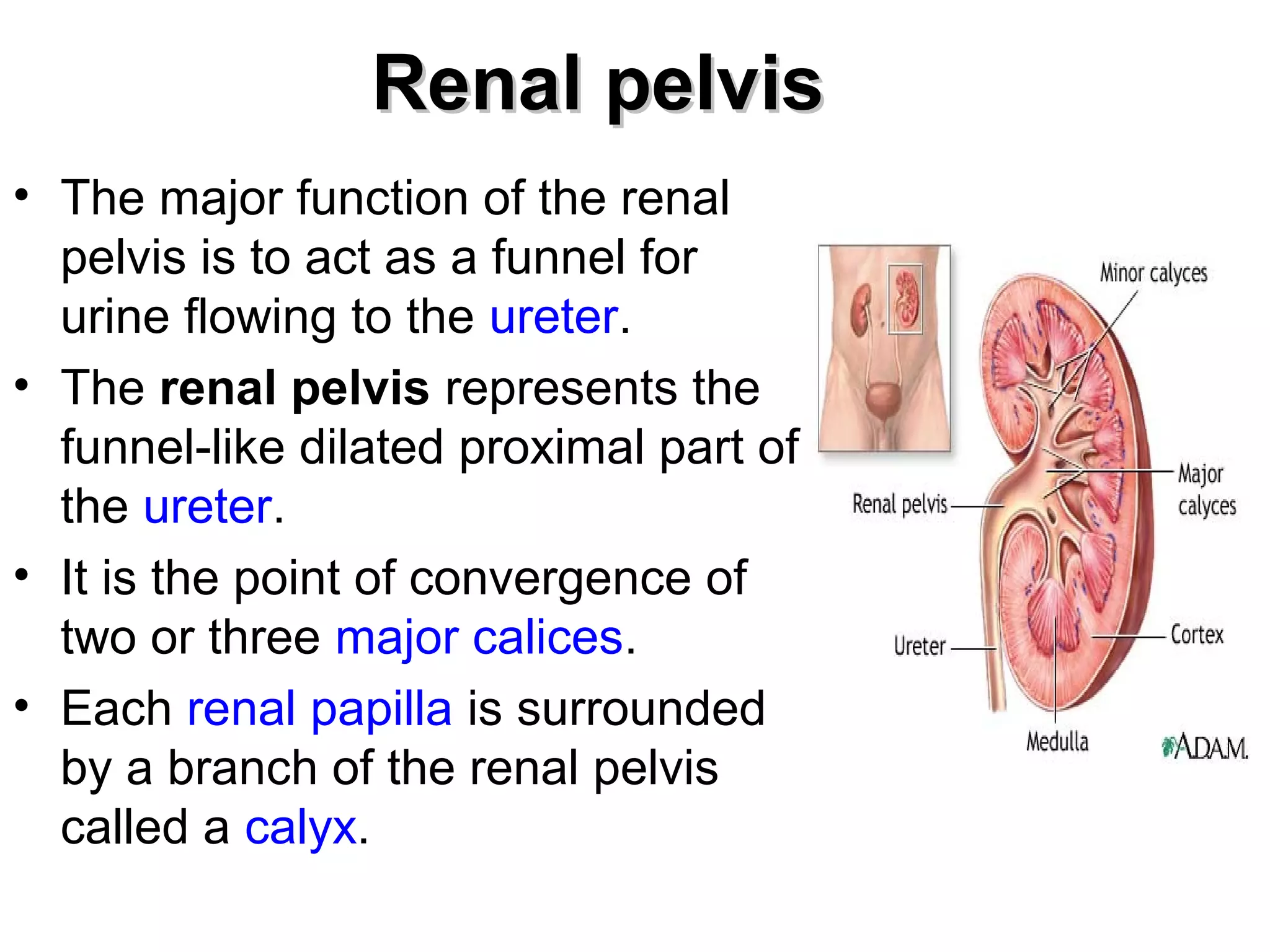 RReennaall ppeellvviiss 
• The major function of the renal 
pelvis is to act as a funnel for 
urine flowing to the ureter. 
• The renal pelvis represents the 
funnel-like dilated proximal part of 
the ureter. 
• It is the point of convergence of 
two or three major calices. 
• Each renal papilla is surrounded 
by a branch of the renal pelvis 
called a calyx. 
 