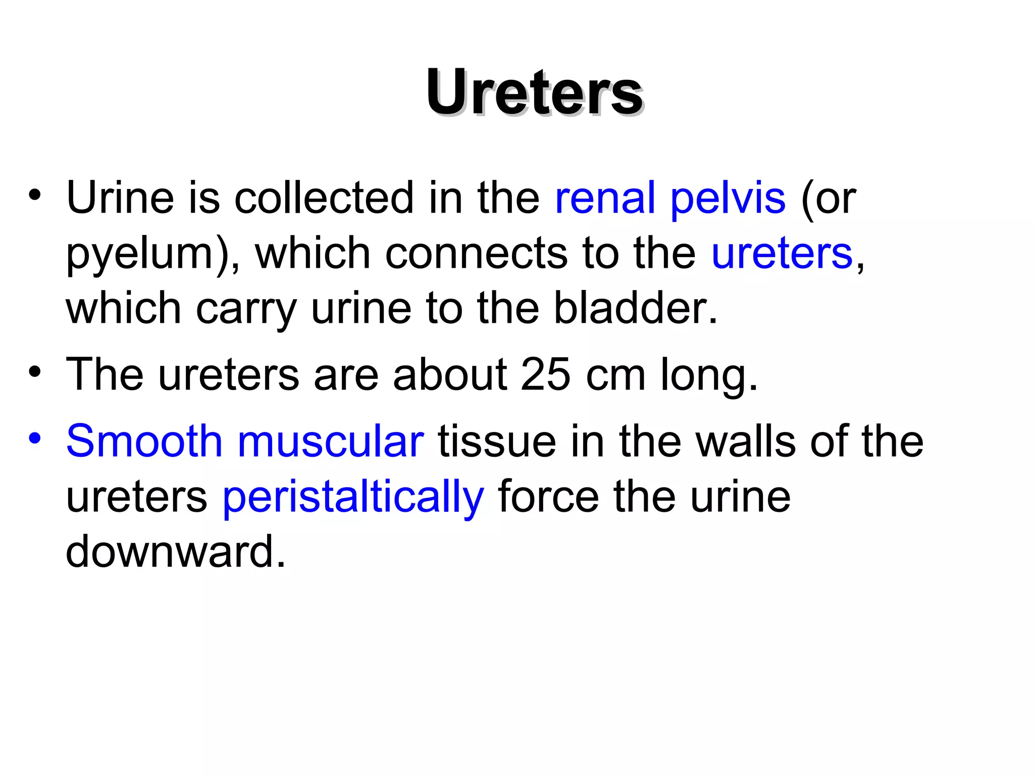 UUrreetteerrss 
• Urine is collected in the renal pelvis (or 
pyelum), which connects to the ureters, 
which carry urine to the bladder. 
• The ureters are about 25 cm long. 
• Smooth muscular tissue in the walls of the 
ureters peristaltically force the urine 
downward. 
 