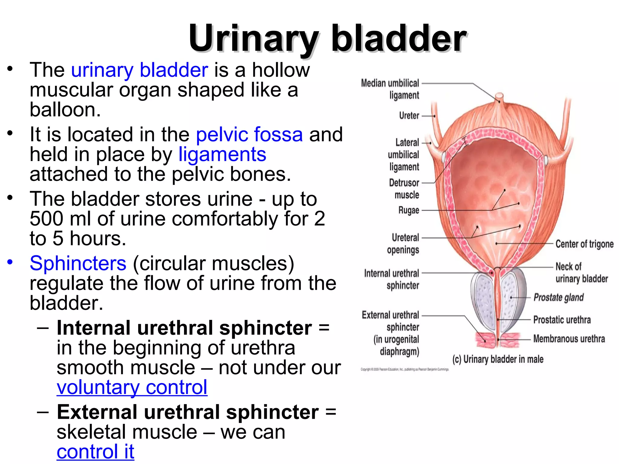 UUrriinnaarryy bbllaaddddeerr 
• The urinary bladder is a hollow 
muscular organ shaped like a 
balloon. 
• It is located in the pelvic fossa and 
held in place by ligaments 
attached to the pelvic bones. 
• The bladder stores urine - up to 
500 ml of urine comfortably for 2 
to 5 hours. 
• Sphincters (circular muscles) 
regulate the flow of urine from the 
bladder. 
– Internal urethral sphincter = 
in the beginning of urethra 
smooth muscle – not under our 
voluntary control 
– External urethral sphincter = 
skeletal muscle – we can 
control it 
 
