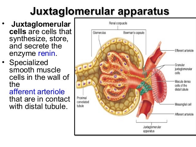 juxtaglomerular apparatus